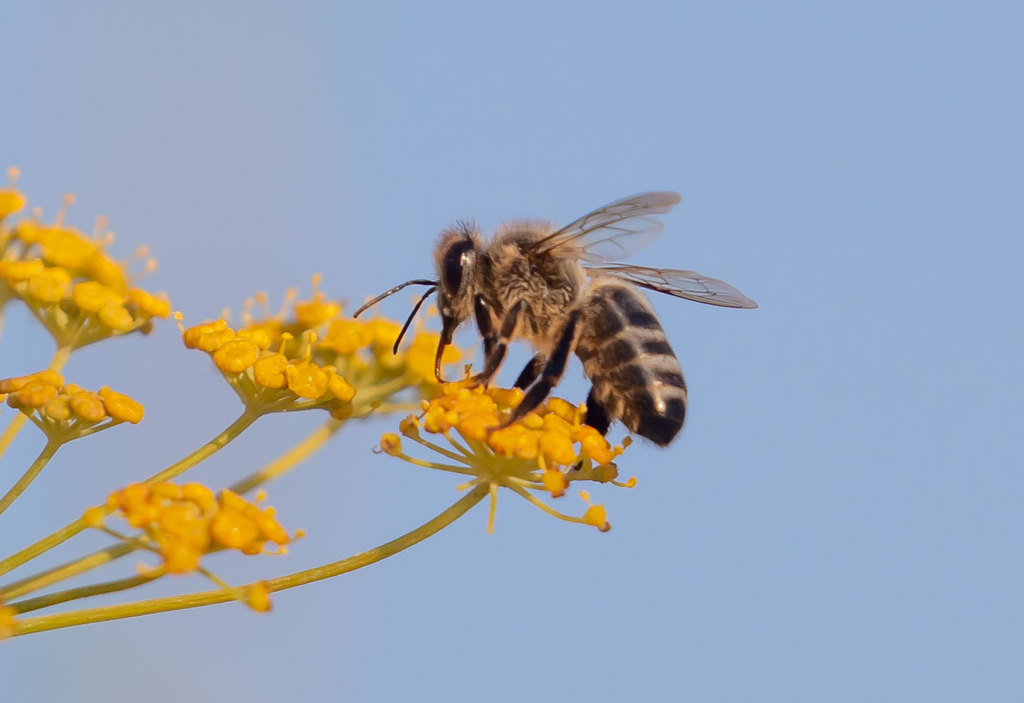 abeja iberica
